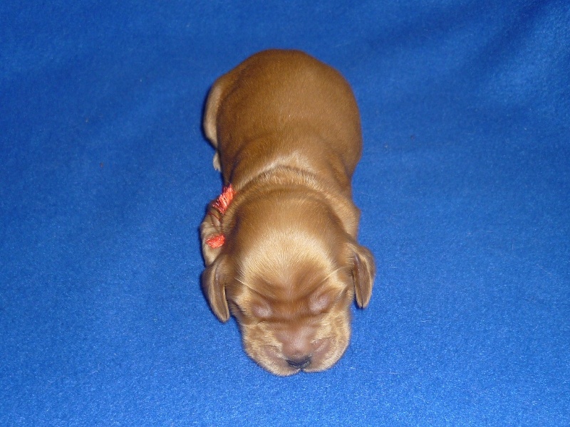 2. fenka - červená.JPG